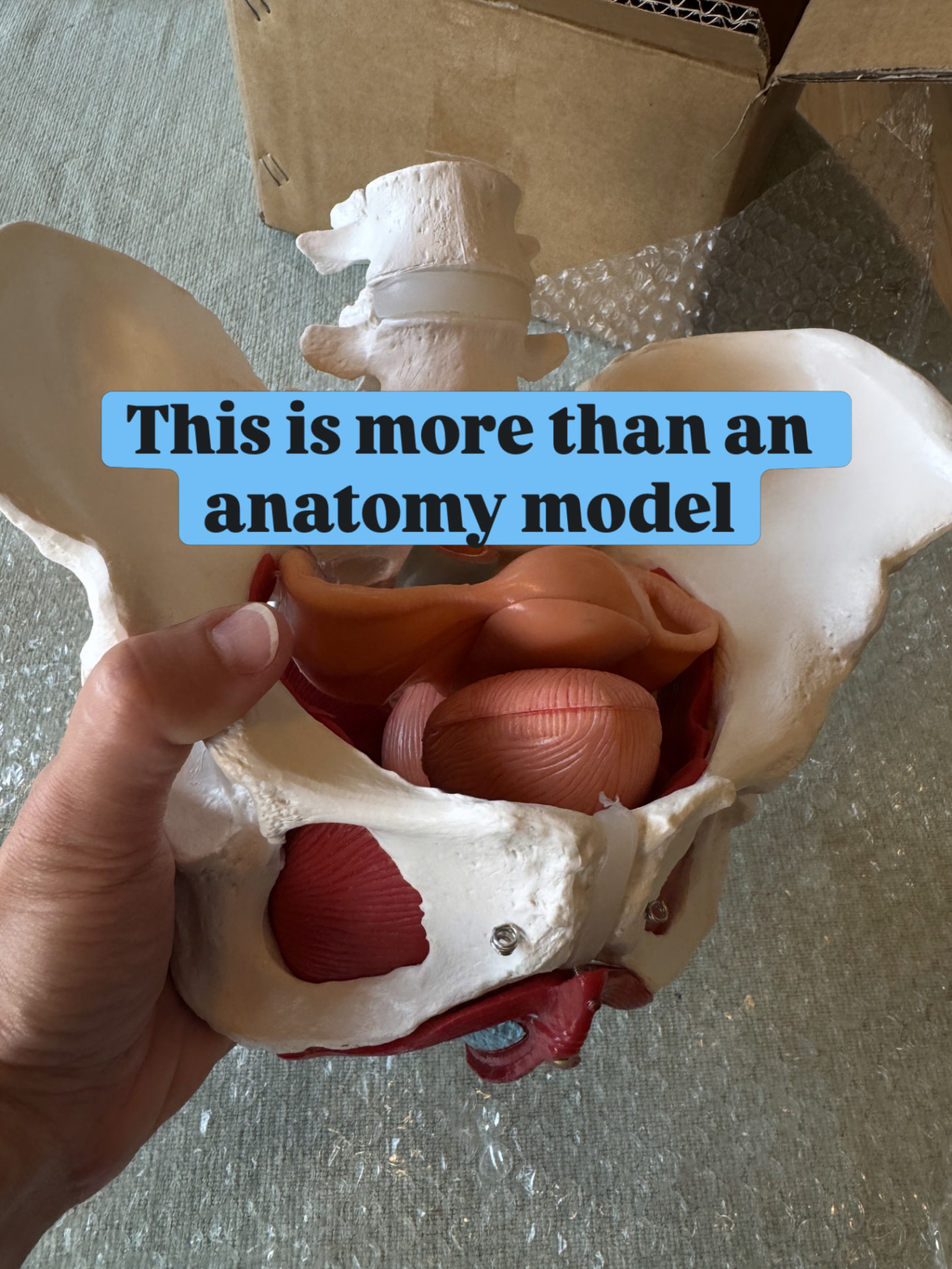 Instagram post: more than an anatomy model